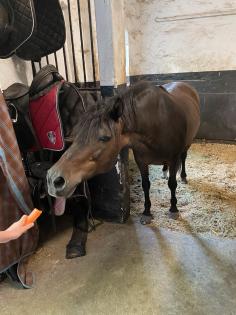 Pony Beistellpferd an Nordsee Seeklima abzugeben