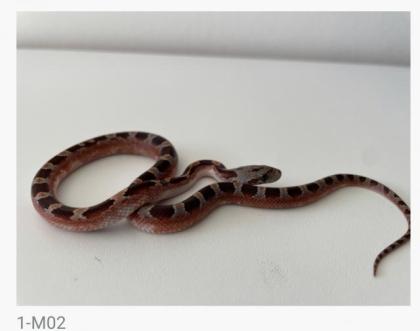 Bloodred Pied Sided het. Hypo Kornnattern Jungtiere Nachzuchten 2022