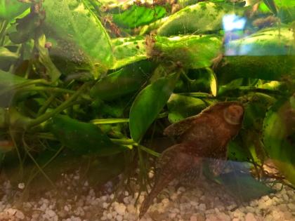 Fische / Aquarium / Zubehör nur komplett