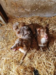 Australian Shepherd Welpen Black Tri w/c Rüde