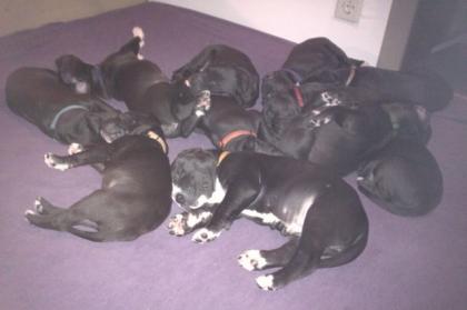 Deutsche Doggenwelpen in liebevolle Hände abzugeben