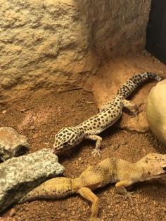 3 Geckos mit Terrarium zu verkaufen