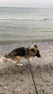 Timon. ist ein toller Hund, loyal und sehr auf seinen Menschen bezogen