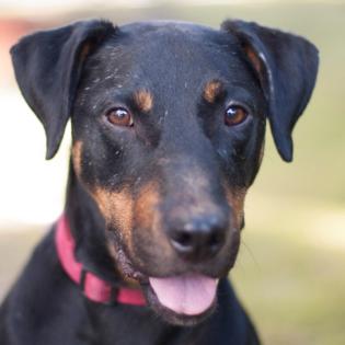 CHAPI - männlich 4 Jahre 47 cm 18. 7 kg Terrier-Mix Gechipt Kastriert