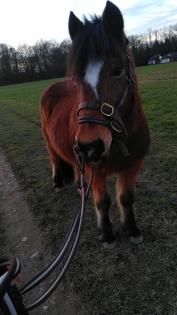 Beistellpferd/Rentner