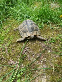 Adulte männliche Griechische Landschildkröte NZ 2009