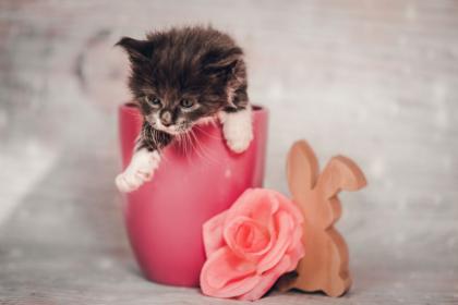 Maine Coon Kitten Prinzessinen