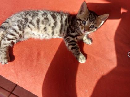 Maine coon/ bengal mix kitten
