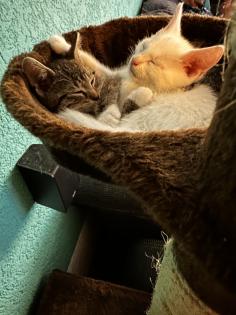 6 kleine Kitten weiß und getigert suchen ein liebevolles zu Hause