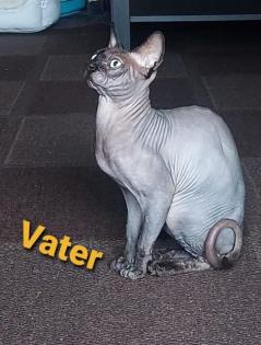 Canadische, Kanadische Sphynx Kitten mit Stammbaum
