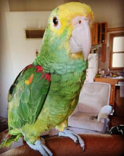2 Jahre alten Amazonas-Papagei