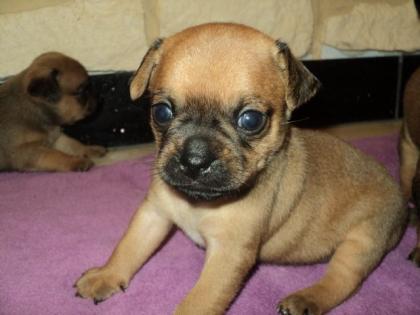 Süße Mops-Zwergpinscher Muggins Welpen zu verkaufen.