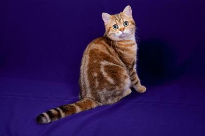 Deckkater Sammy mit Stammbaum, grüne Augen, black golden tabby classic
