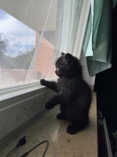 Britisch kurzhaar kitten Katze