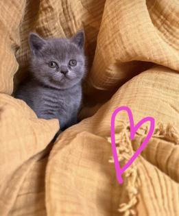 BKH reinrassige Kitten in Blue mit Stammbaum