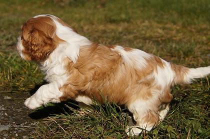 Reinrassige Cavalier King Charles Welpen