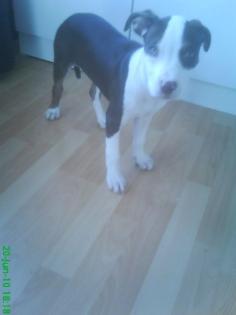 Pit-Bull rednose Mädchen 10Wochen