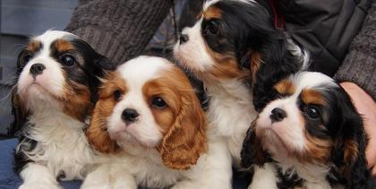 Reinrassige Cavalier King Charles Welpen