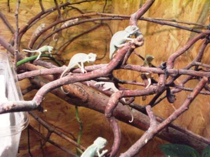 Jemenchamäleons abzugeben Chamaeleo calyptratus
