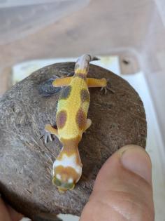 Leopardgeckos aus Rostock NZ 2024