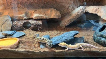 Leopardgeckos aus Privatzucht