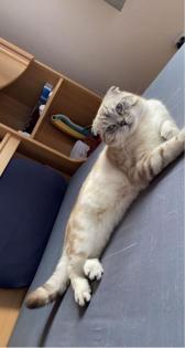 British Kurzhaar Deckkater