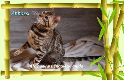Bengal Kater Abbassi immer gut gelaunt, fröhlich und lieb