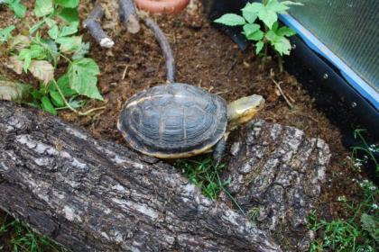 Gelbrandschanierschildkröte