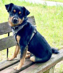 LEGO - männlich 5 Jahre 44 cm 10 kg Pinscher-Mix Gechipt Kastriert