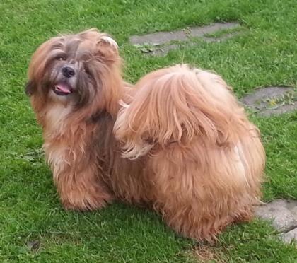 Gold-weisser shihtzu Rüde fuer die Ausstellung