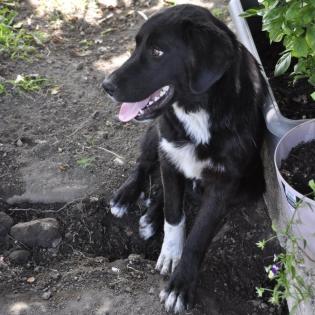 Blackie / Status sucht ein Zuhause
