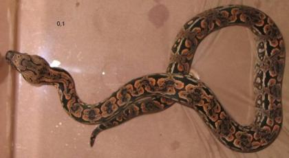 1. 1 Acrantophis dumerili NZ 06