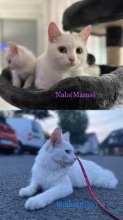Türkisch angora Kitten