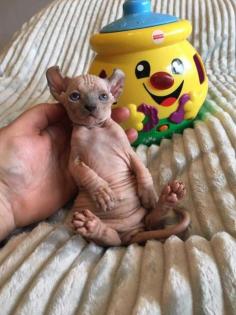 Katze Nacktkatze Sphynx Elfen Kitten Kätzchen weiblich und männlich Euro 1. 400, - Fe