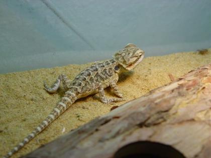 Bartagame abzugeben