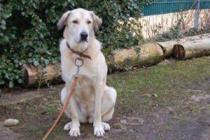 Zimtschnecke - weiblich 4 Jahre 78 cm 55 kg Kangal-Mix Gechipt Kastriert