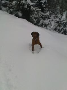 Deckrüde Aaron-Magyar Vizsla