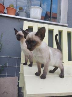 Reinrassige Siam Kitten