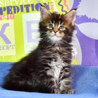 Maine Coon Kitten Suche nach einem neuen Zuhause