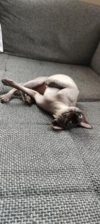Sphynx Dame sucht neues Zuhause