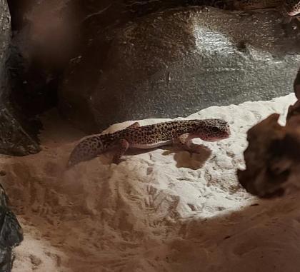 4 leopardengeckos