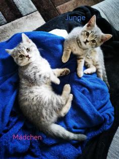 Bkh Kitten