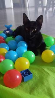 Verschmustes Katzenkind sucht ein Körbchen für immer