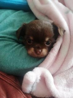 Typvolle Chihuahua Welpen mit Ahnentafel