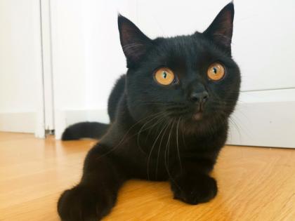 Kater BKH - schwarz/dunkelbraun - 8 Monate alt