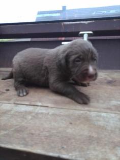 Labrador Welpen