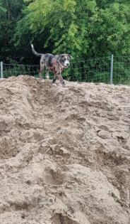 Aussiedor Mix Welpen suchen ab sofort ein zuhause
