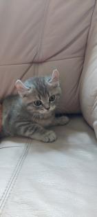 Katzenbabys BKH 29. 03. 23 geboren