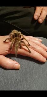 Spinne mit Terrarium