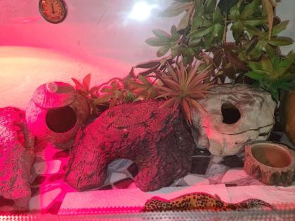 3 Leopardengeckos mit komplettset Terrarium.